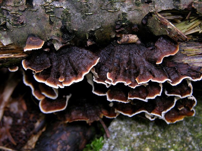 Non me lo ricordo... (Pseudochaete tabacina)